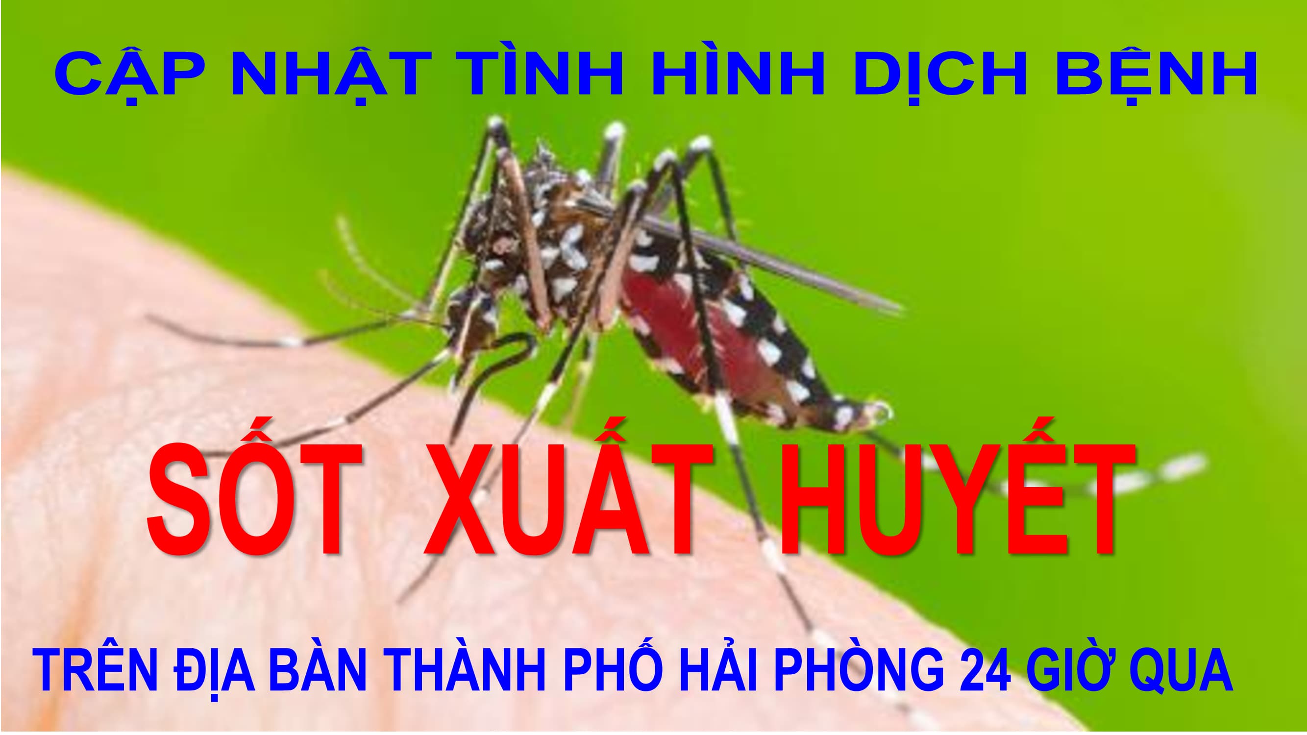 Cập nhật tình hình dịch bệnh Sốt xuất huyết trên địa bàn thành phố Hải Phòng tính đến ngày 22/11/2024